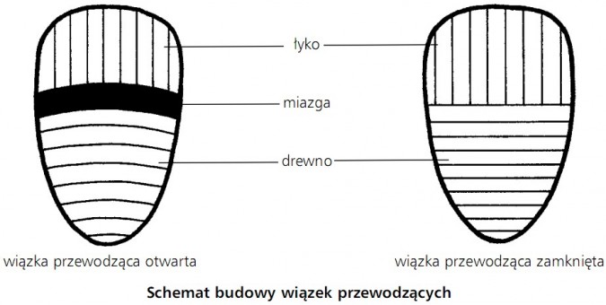 Schemat budowy wiązek przewodzących. Wiązka przewodząca otwarta, wiązka przewodząca zamknięta. Łyko, miazga, drewno.