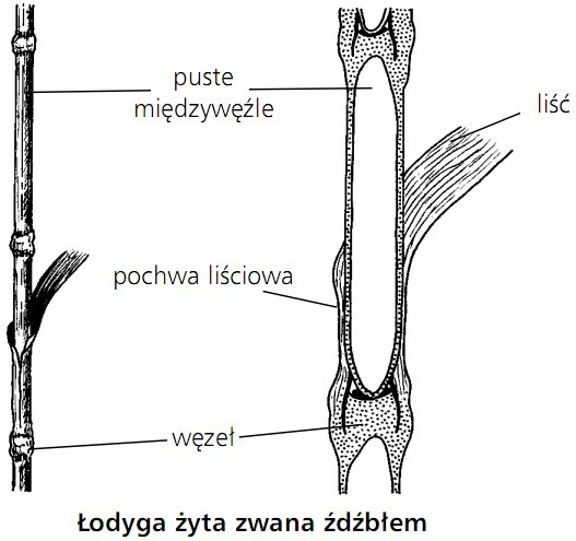 Łodyga żyta zwana źdźbłem. Puste międzywęźle, liść, pochwa liściowa, węzeł.