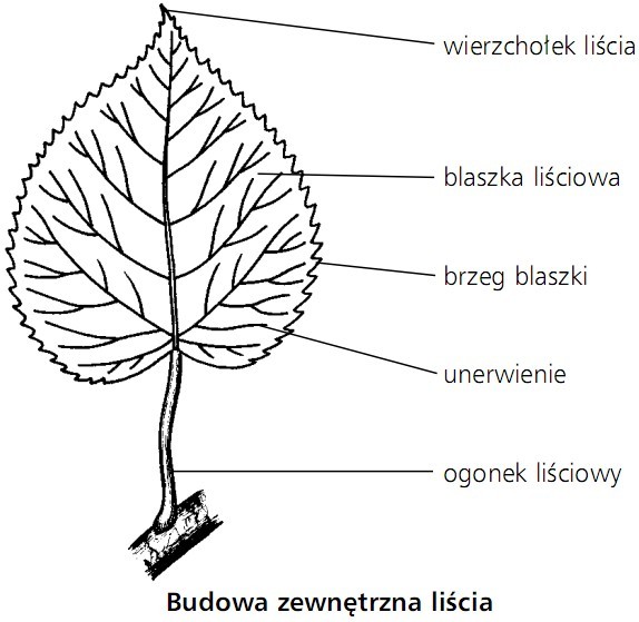 Budowa zewnętrzna liścia. Wierzchołek liścia, blaszka liściowa, brzeg blaszki, unerwienie, ogonek liściowy.