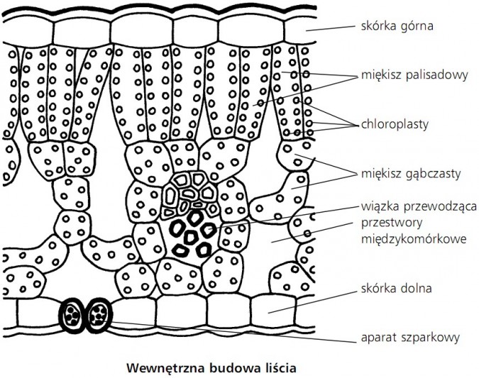 Wewnętrzna budowa liścia. Skórka górna, miękisz palisadowy, chloroplasty, miękisz gąbczasty, wiązka przewodząca, przestwory międzykomórkowe, skórka dolna, aparat szparkowy.