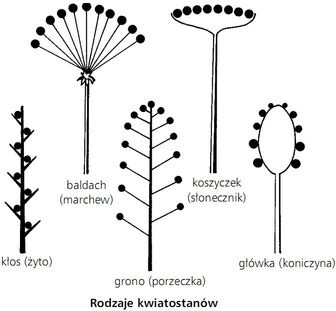 Rodzaje kwiatostanów. Kłos (żyto), baldach (marchew), grono (porzeczka), koszyczek (słonecznik), główka (koniczyna).