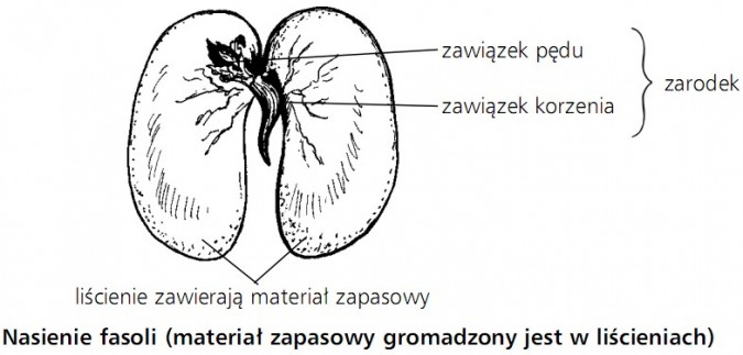 Nasienie fasoli (materiał zapasowy gromadzony jest w liścieniach). Zarodek (zawiązek pędu, zawiązek korzenia).
