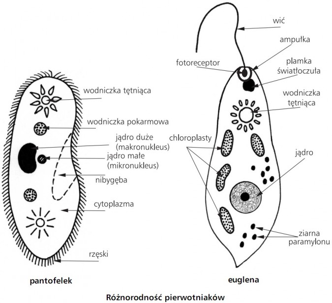 Różnorodność pierwotniaków. Pantofelek - wodniczka tętniąca, wodniczka pokarmowa, jądro duże (makronukleus), jądro małe (mikronukleus), nibygęba, cytoplazma, rzęski. Euglena - wić, ampułka, fotoreceptor, plamka światłoczuła, wodniczka tętniąca, chloroplasty, jądro, ziarna paramylonu.