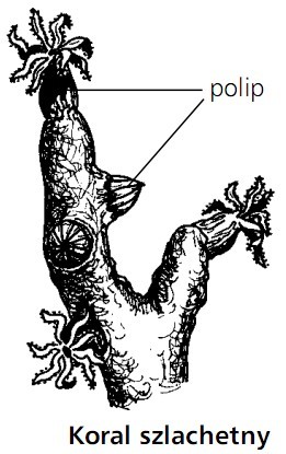 Koral szlachetny. Polip.