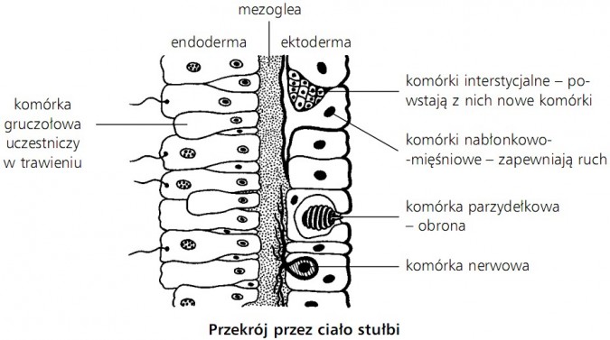 Przekrój przez ciało stułbi - komórka gruczołowa uczestniczy w trawieniu, endoderma, mezoglea, ektoderma, komórki interstycjalne - powstają z nich nowe komórki, komórki nabłonkowo-mięśniowe - zapewniają ruch, komórka parzydełkowa - obrona, komórka nerwowa.
