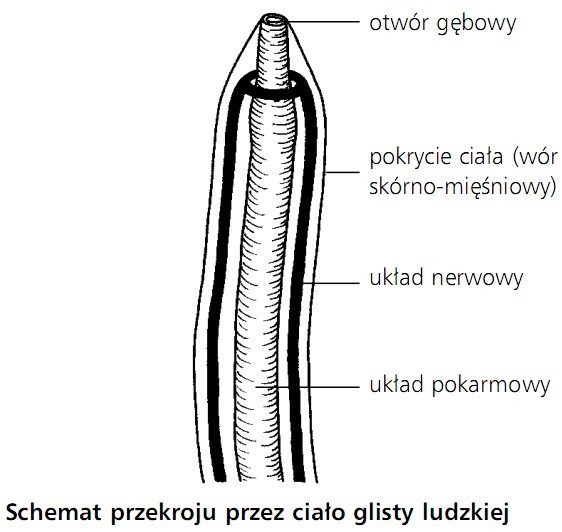 Schemat przekroju przez ciało glisty ludzkiej. Otwór gębowy, pokrycie ciała (wór skórno-mięśniowy), układ nerwowy, układ pokarmowy.