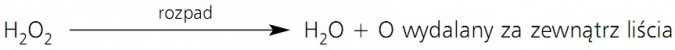 Fotosynteza. H2O2 - rozpad - H2O + O wydalany na zewnątrz liścia
