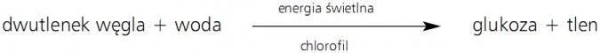 Fotosynteza. Dwutlenek węgla + woda - energia świetlna, chlorofil, glukoza + tlen
