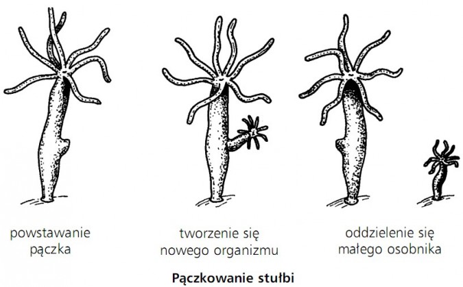 Pączkowanie stułbi. Powstawanie pączka, tworzenie się nowego organizmu, oddzielenie się małego osobnika.