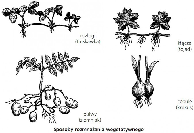 Rozmnażanie Roślin Przyroda Kl.5 Sprawdzian - Rozmnażanie bezpłciowe roślin i zwierząt - Biologia - Opracowania.pl