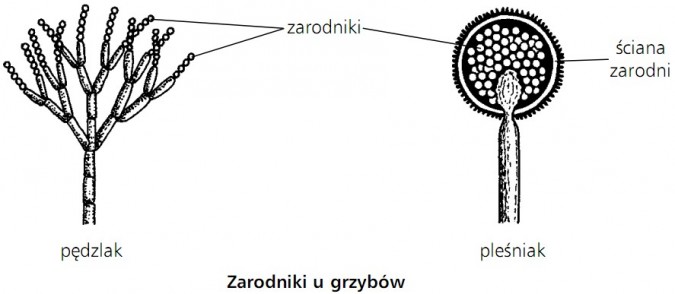 Zarodniki u grzybów. Pędzlak, pleśniak, ściana zarodni.