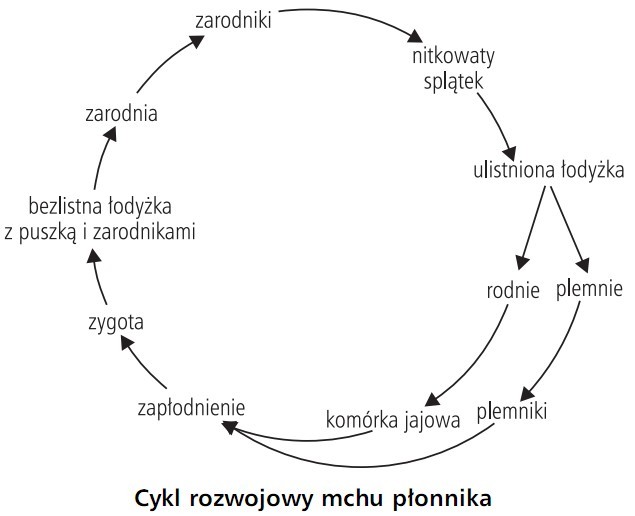 Cykl rozwojowy mchu płonnika. Zarodniki, nitkowaty splątek, ulistniona łodyżka, rodnie, plemnie, komórka jajowa, plemniki, zapłodnienie, zygota, bezlistna łodyżka z puszką i zarodnikami, zarodnia.