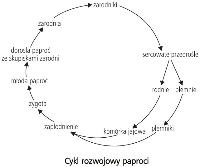 Cykl rozwojowy paproci. Zarodniki, sercowate przedrośle, rodnie, plemnie, komórka jajowa, plemniki, zapłodnienie, zygota, młoda paproć, dorosła paproć ze skupiskami zarodni, zarodnia.