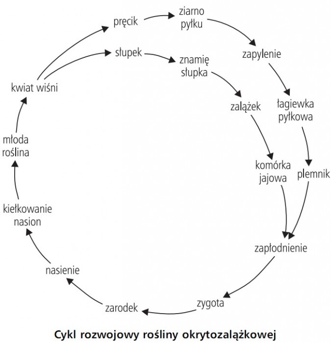 Cykl rozwojowy rośliny okrytozalążkowej. Kwiat wiśni, pręcik, słupek, ziarno pyłku, znamię słupka, zapylenie, zalążek, łagiewka pyłkowa, komórka jajowa, plemnik, zapłodnienie, zygota, zarodek, nasienie, kiełkowanie nasion, młoda roślina.