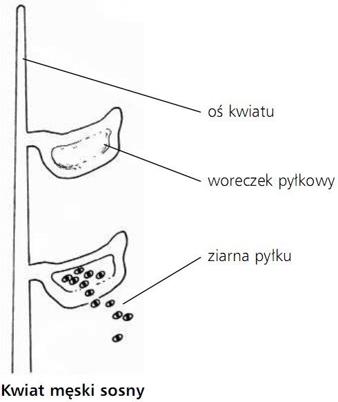 Kwiat męski sosny, oś kwiatu, woreczek pyłkowy, ziarna pyłku.