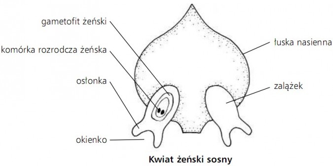Kwiat żeński sosny. Gametofit żeński, komórka rozrodcza żeńska, osłonka, okienko, łuska nasienna, zalążek.
