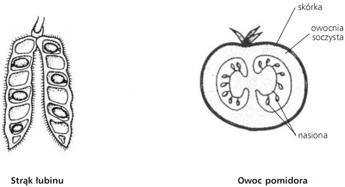 Strąk łubinu. Owoc pomidora - skórka, owocnia soczysta, nasiona.