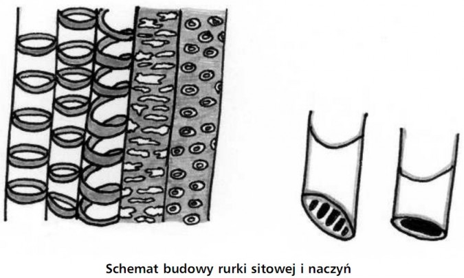 Schemat budowy rurki sitowej i naczyń.