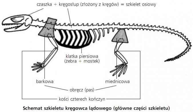 Schemat szkieletu kręgowca lądowego (główne części szkieletu). Czaszka + kręgosłup (złożony z kręgów) = szkielet osiowy. Klatka piersiowa (żebra + mostek). Obręcz (pas) barkowa, miednicowa.