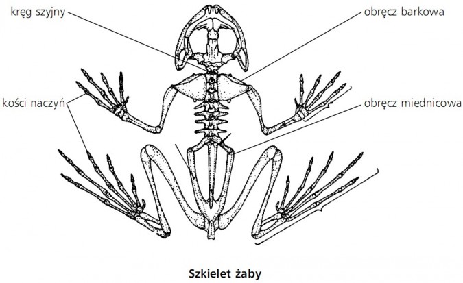 Szkielet żaby. Kręg szyjny, kości naczyń, obręcz barkowa, obręcz miednicowa.