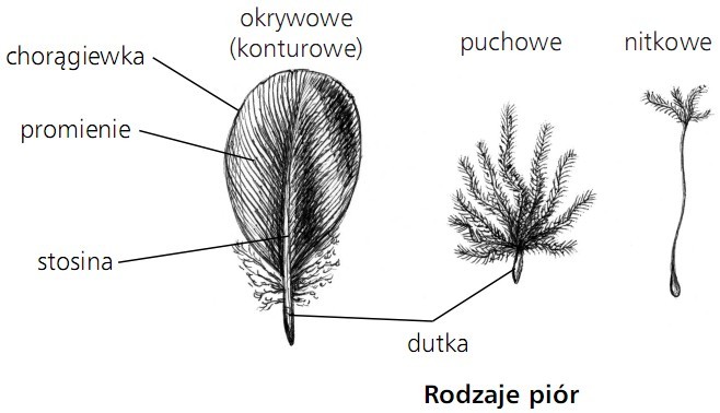 Rodzaje piór. Okrywowe (konturowe), puchowe, nitkowe. Chorągiewka, promienie, stosina, dutka.