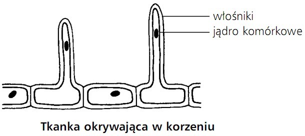 Tkanka okrywająca w korzeniu. Włośniki, jądro komórkowe.