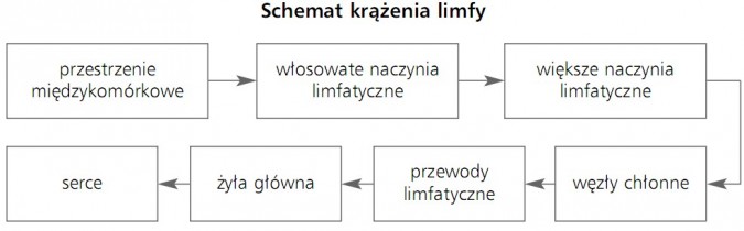 Schemat krążenia limfy. Przestrzenie międzykomórkowe, włosowate naczynia limfatyczne, większe naczynia limfatyczne, węzły chłonne, przewody limfatyczne, żyła główna, serce.