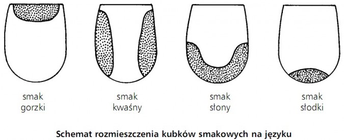 Schemat rozmieszczenia kubków smakowych na języku. Smak gorzki, smak kwaśny, smak słony, smak słodki.