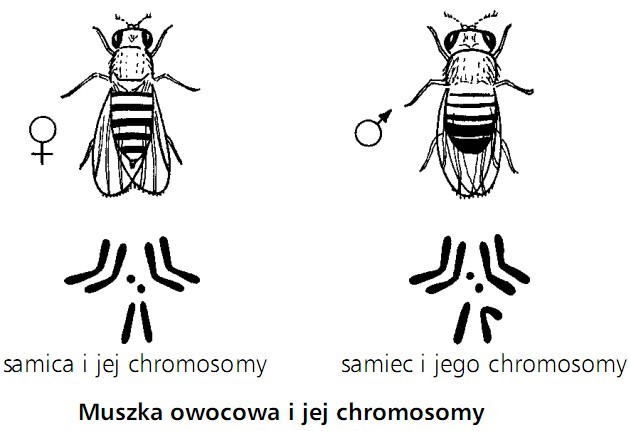 Muszka owocowa i jej chromosomy. Samica i jej chromosomy, samiec i jego chromosomy.