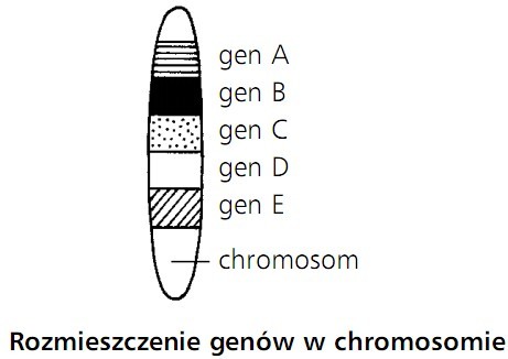 Rozmieszczenie genów w chromosomie. Gen A, gen B, gen C, gen D, gen E, chromosom.