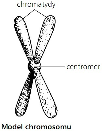 Model chromosomu. Chromatydy, centromer.