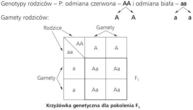 Krzyżówka genetyczna dla pokolenia F1. Genotypy rodziców - P: odmiana czerwona - AA i odmiana biała - aa. Gamety rodziców. Rodzice, gamety.