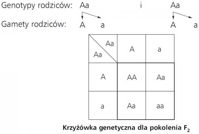 Krzyżówka genetyczna dla pokolenia F2. Genotypy rodziców Aa i Aa. Gamety rodziców: A a i A a.