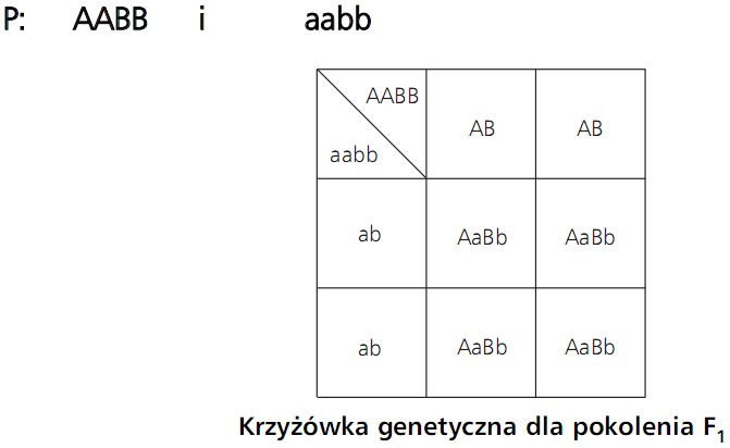 Krzyżówka genetyczna dla pokolenia F1. P: AABB i aabb.
