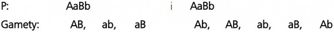 Krzyżówka genetyczna dla pokolenia F2. P: AaBb i AaBb. Gamety: AB, ab, aB i Ab, AB, ab, aB, Ab.