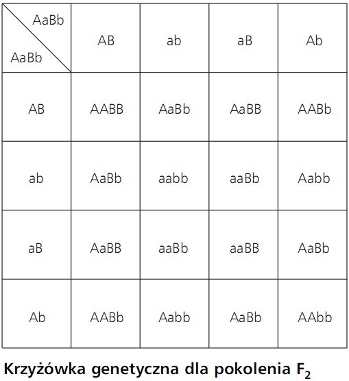 Krzyżówka genetyczna dla pokolenia F2.