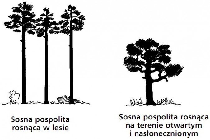 Sosna pospolita rosnąca w lesie. Sosna pospolita rosnąca na terenie otwartym i nasłonecznionym.