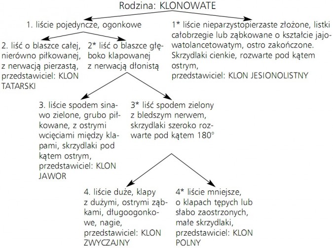 Klucz do oznaczania gatunków klonu występujących w Polsce. Rodzina: klonowate. 1. liście pojedyncze, ogonkowe. 1* liście nieparzystopierzaste złożone, listki całobrzegie lub ząbkowane o kształcie jajowatolancetowatym, ostro zakończone. Skrzydlaki cienkie, rozwarte pod kątem ostrym, przedstawiciel: klon jesionolistny. 2. liść o blaszce całej, nierówno piłkowanej, z nerwacją pierzastą, przedstawiciel: klon tatarski. 2* liść o blaszce głęboko klapowanej z nerwacją dłonistą. 3. liście spodem sinawo zielone, grubo piłkowane, z ostrymi wcięciami między klapami, skrzydlaki pod kątem ostrym, przedstawiciel: klon jawor. 3* liść spodem zielony z bledszym nerwem, skrzydlaki szeroko rozwarte pod kątem 180 stopni. 4. liście duże, klapy z dużymi, ostrymi ząbkami, długoogonkowe, nagie, przedstawiciel: klon zwyczajny. 4* liście mniejsze, o klapach tępych lub słabo zaostrzonych, małe skrzydlaki, przedstawiciel: klon polny.