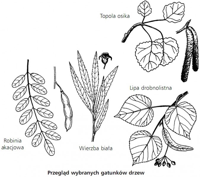 Przegląd wybranych gatunków drzew. Topola osika, robinia akacjowa, wierzba biała, lipa drobnolistna.