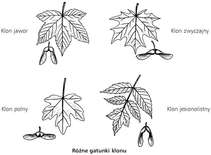 Różne gatunki klonu. Klon jawor, klon zwyczajny, klon polny, klon jesionolistny.
