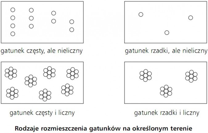 Rodzaje rozmieszczenia gatunków na określonym terenie. Gatunek częsty, ale nieliczny; gatunek rzadki, ale nieliczny, gatunek częsty i liczny; gatunek rzadki i liczny.