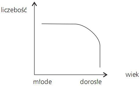 Krzywa przeżywania u osobników opiekujących się potomstwem, np.: człowieka, większości ptaków i ssaków. Liczebność, wiek. Młode, dorosłe.