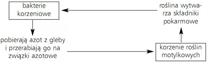 Przykład symbiozy między rośliną motylkową a bakteriami korzeniowymi: bakterie korzeniowe (pobierają azot z gleby i przerabiają go na związki azotowe), korzenie roślin motylkowych (roślina wytwarza składniki pokarmowe).