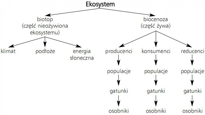 Elementy budujące ekosystem. Ekosystem: biotop (część nieożywiona ekosystemu) - klimat, podłoże, energia słoneczna; biocenoza (część żywa) - producenci (populacje, gatunki, osobniki), konsumenci (populacje, gatunki, osobniki), reducenci (populacje, gatunki, osobniki).