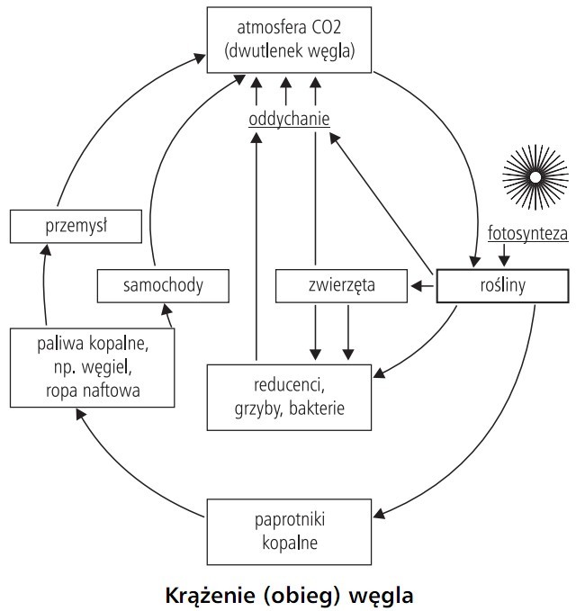 Krążenie (obieg) węgla. Atmosfera CO2 (dwutlenek węgla), oddychanie, przemysł, fotosynteza, samochody, zwierzęta, rośliny, paliwa kopalne, np. węgiel, ropa naftowa, reducenci, grzyby, bakterie, paprotniki kopalne.