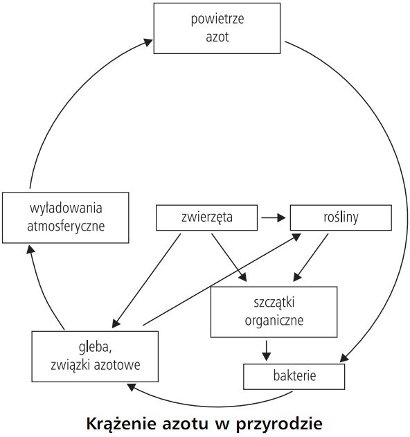 Krążenie azotu w przyrodzie. Powietrze azot, wyładowania atmosferyczne, zwierzęta, rośliny, gleba, związki azotowe, szczątki organiczne, bakterie.
