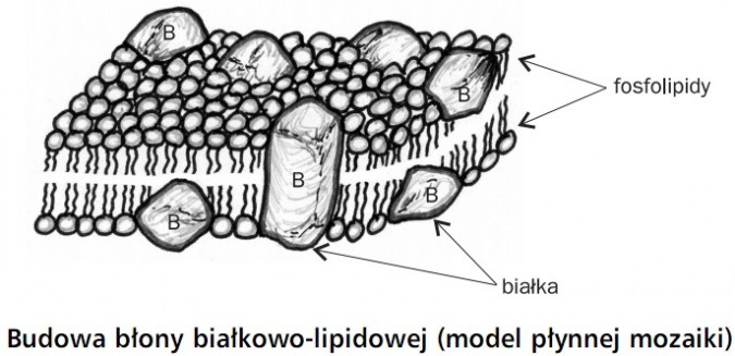 Budowa błony białkowo-lipidowej (model płynnej mozaiki). Fosfolipidy, białka.