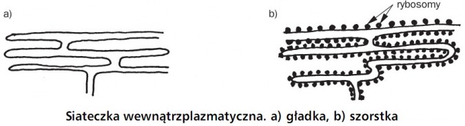 Siateczka wewnątrzplazmatyczna: gładka, szorstka. Rybosomy.
