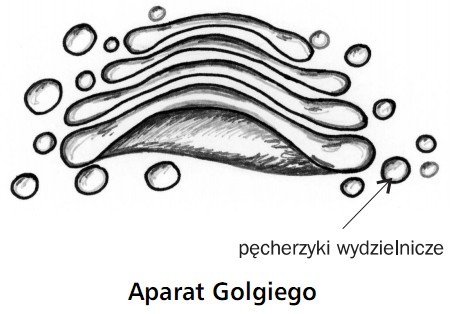 Aparat Golgiego. Pęcherzyki wydzielnicze.