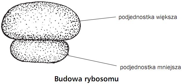 Budowa rybosomu. Podjednostka większa, podjednostka mniejsza.